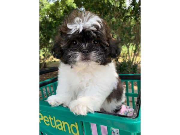 2nd Generation Teddy Bear-Dog-Male-Black / White-6848-Petland Montgomery, Alabama