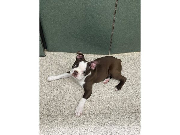 Boston Terrier Dog Male Red/White 6856 Petland Montgomery, Alabama