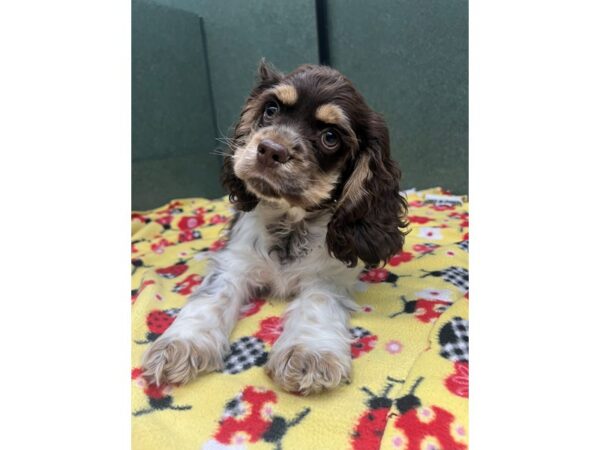 Cocker Spaniel-Dog-Male-Chocolate/White-6869-Petland Montgomery, Alabama