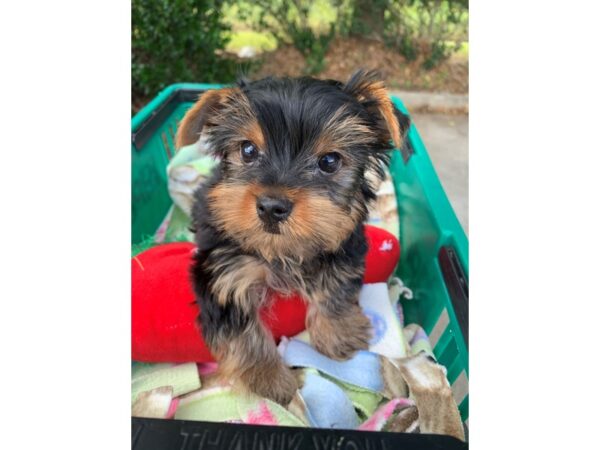 Yorkshire Terrier Dog Male Black / Tan 6865 Petland Montgomery, Alabama