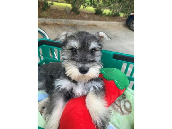 Miniature Schnauzer Dog Male Salt / Pepper 6863 Petland Montgomery, Alabama