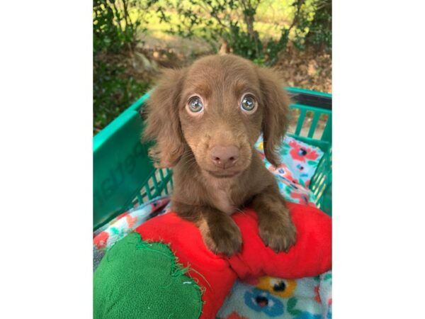 Dachshund Dog Male Chocolate 6883 Petland Montgomery, Alabama