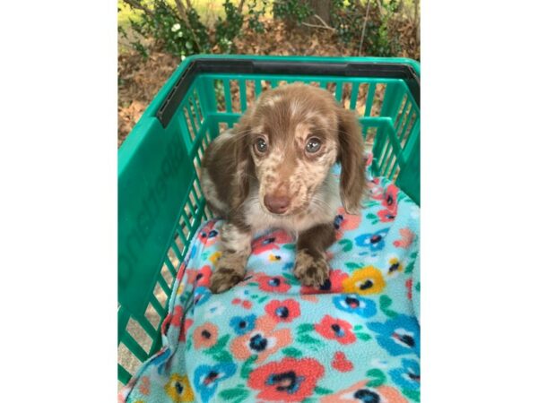 Dachshund Dog Male Chocolate Dapple 6884 Petland Montgomery, Alabama