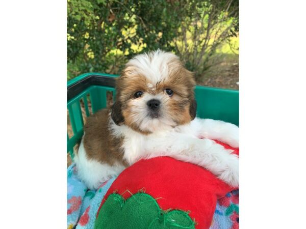 Shih Tzu Dog Male Sable / White 6874 Petland Montgomery, Alabama