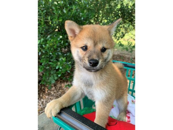 Shiba Inu Dog Male Red Sesame 6880 Petland Montgomery, Alabama