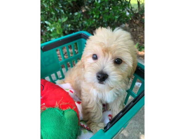 2nd Gen Bichon Poo-Dog-Male-Apricot-6873-Petland Montgomery, Alabama