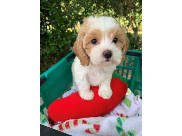 2nd Gen Bichon Poo-Dog-Female-White / Apricot-6872-Petland Montgomery, Alabama