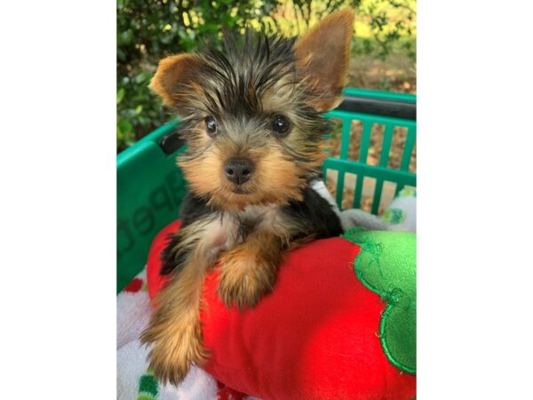 Yorkshire Terrier Dog Female Black/Tan 6878 Petland Montgomery, Alabama