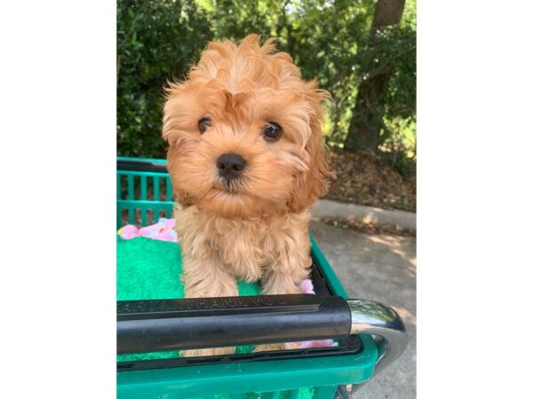 Cavapoo Dog Female Apricot 6881 Petland Montgomery, Alabama