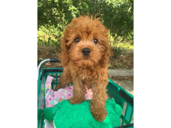 Cavapoo Dog Male Apricot 6882 Petland Montgomery, Alabama