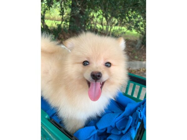 Pomeranian Dog Male Cream 6889 Petland Montgomery, Alabama