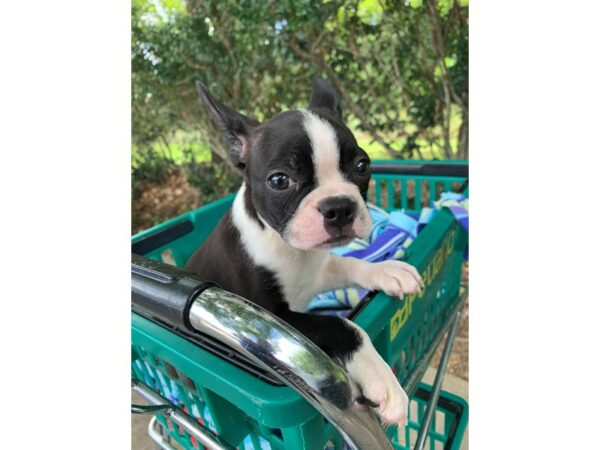 Boston Terrier Dog Female Black / White 6888 Petland Montgomery, Alabama