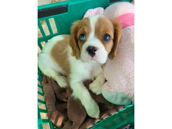 Cavalier King Charles Spaniel Dog Female Blenheim 6891 Petland Montgomery, Alabama