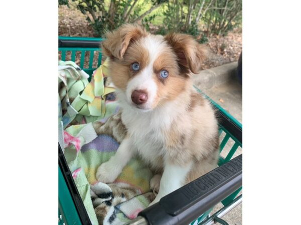 Miniature Australian Shepherd Dog Female Red Merle 6896 Petland Montgomery, Alabama