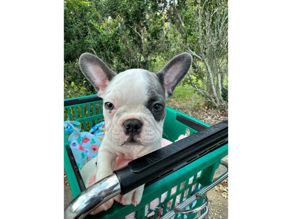 French Bulldog Dog Male White / Blue 6902 Petland Montgomery, Alabama