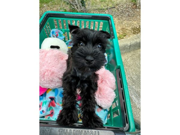 Miniature Schnauzer-Dog-Female-Black-6906-Petland Montgomery, Alabama