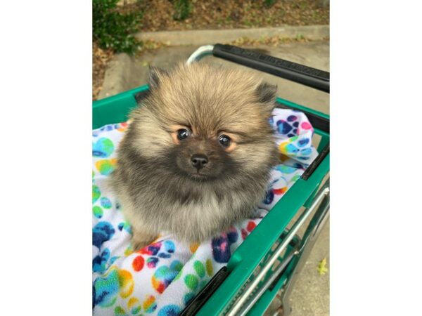 Pomeranian-Dog-Female-Sable-6857-Petland Montgomery, Alabama