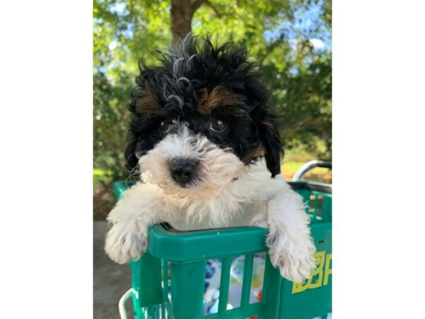 Miniature Poodle Dog Female Black/White 6870 Petland Montgomery, Alabama