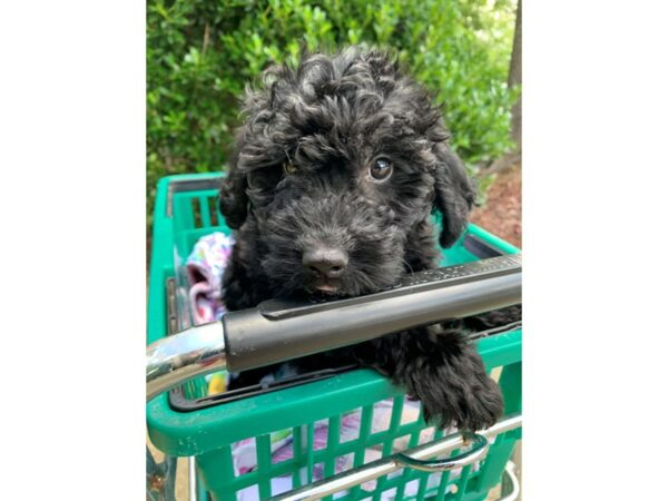 2nd Generation Mini Goldendoodle Dog Female Black 6867 Petland Montgomery, Alabama