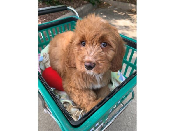 2nd Generation Mini Goldendoodle-Dog-Male-Golden-6868-Petland Montgomery, Alabama