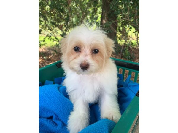 Maltipoo Dog Female White w/tan 6898 Petland Montgomery, Alabama