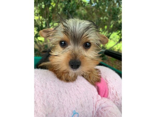 Yorkshire Terrier Dog Female Black/Tan 6894 Petland Montgomery, Alabama