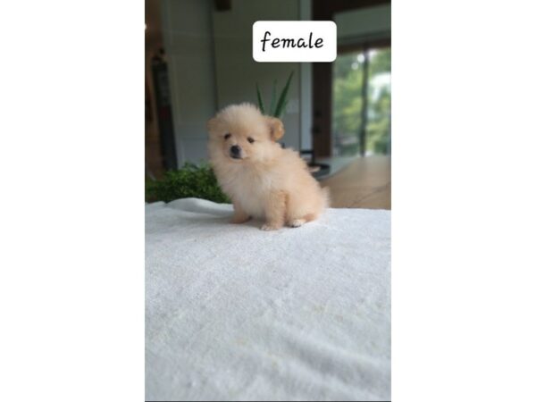 Pomeranian Dog Female Orange 6909 Petland Montgomery, Alabama