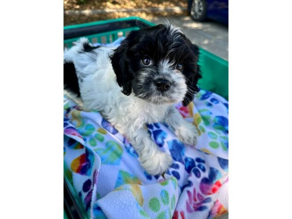 [#6916] Black/White Female Cocker Spaniel Puppies for Sale