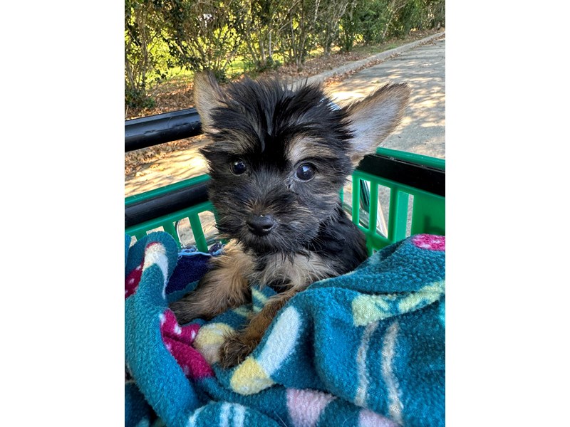 Yorkshire Terrier - 6915 Image #1