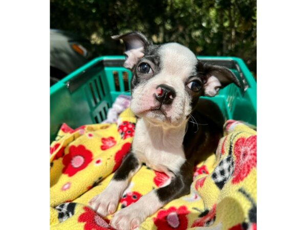 [#6920] Black/White Female Boston Terrier Puppies for Sale