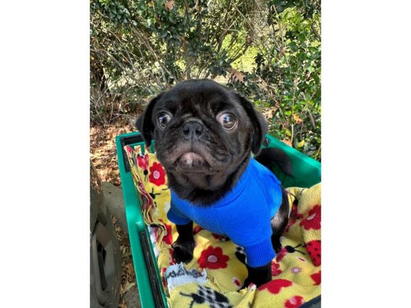[#6917] Black w/white Male Pug Puppies for Sale