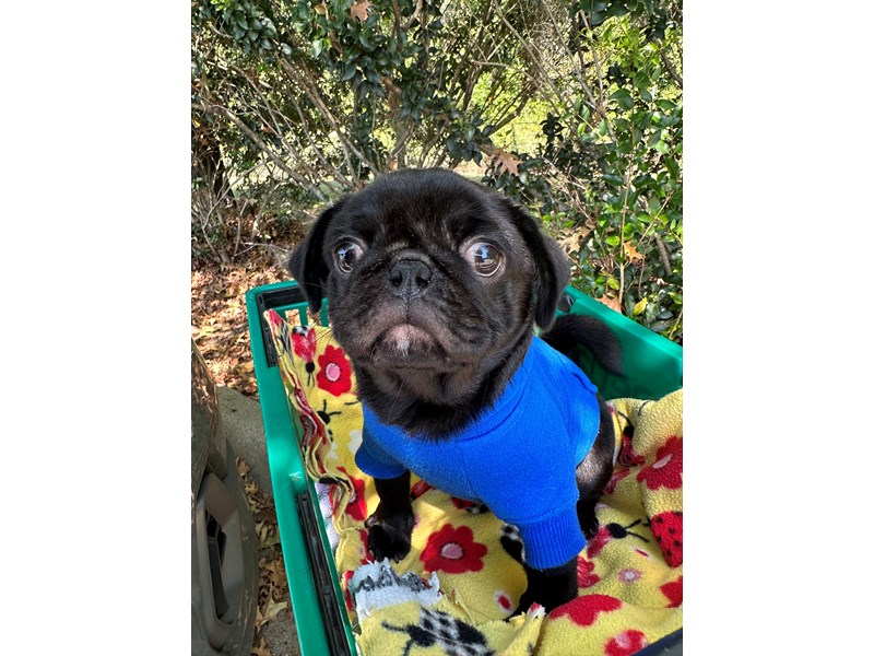Pug - 6917 Image #1