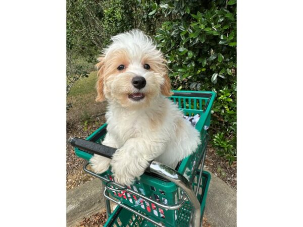 [#6927] White w/Tan Male Havapoo Puppies for Sale