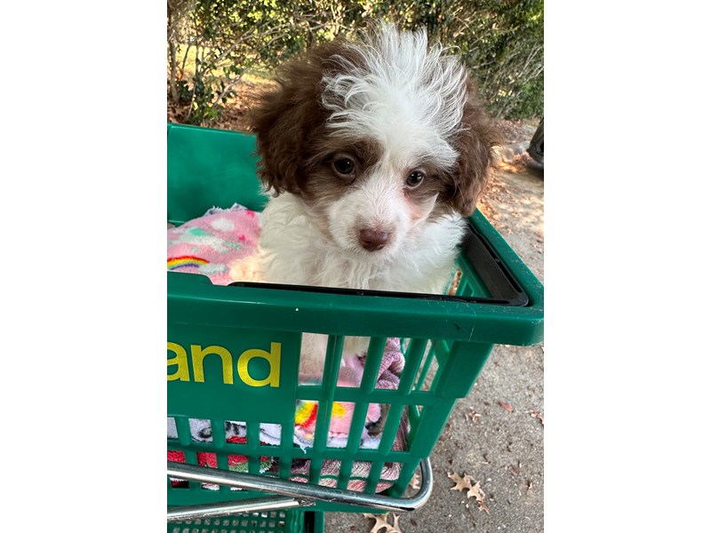 Chipoo - 6929 Image #1
