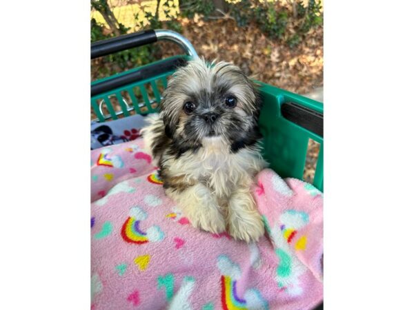 [#6932] TRI Female Shih Tzu Puppies for Sale