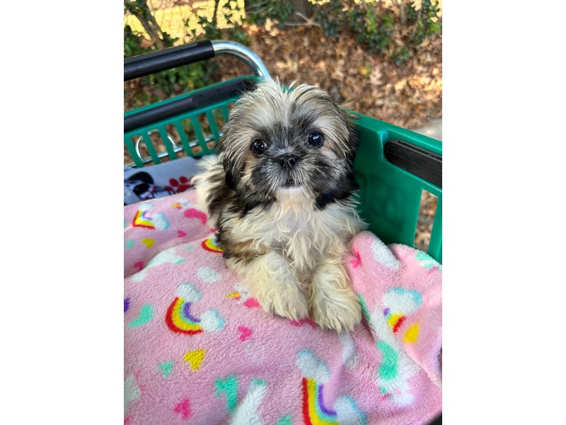 Shih Tzu - 6932 Image #1