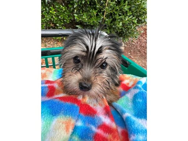 [#6914] Black/Tan Female Yorkshire Terrier Puppies for Sale
