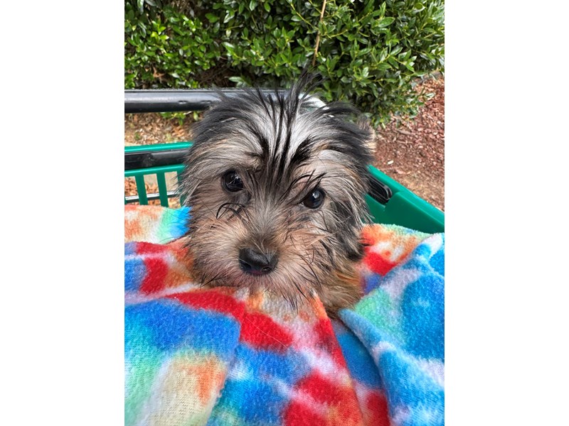 Yorkshire Terrier - 6914 Image #1