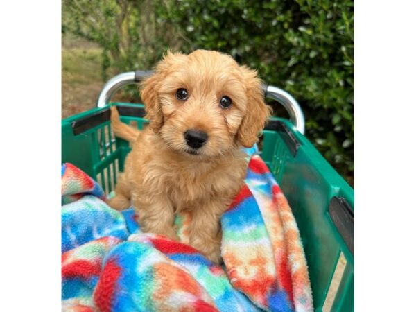 [#6931] Golden Male 2nd Generation Mini Goldendoodle Puppies for Sale