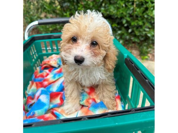 [#6926] Red / White Male Miniature Poodle Puppies for Sale