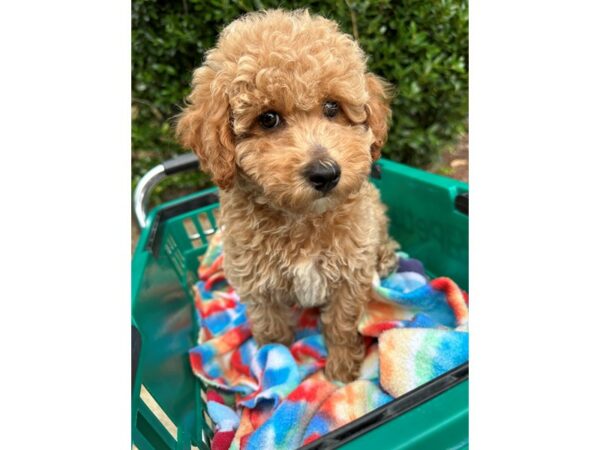 [#6930] Apricot Male Miniature Poodle Puppies for Sale