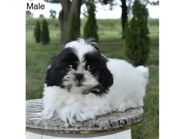 [#6933] Black / White Male Shih Tzu Puppies for Sale