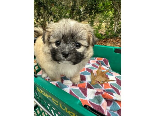 [#6935] Light Sable w/black mask Female Shih Pom Puppies for Sale