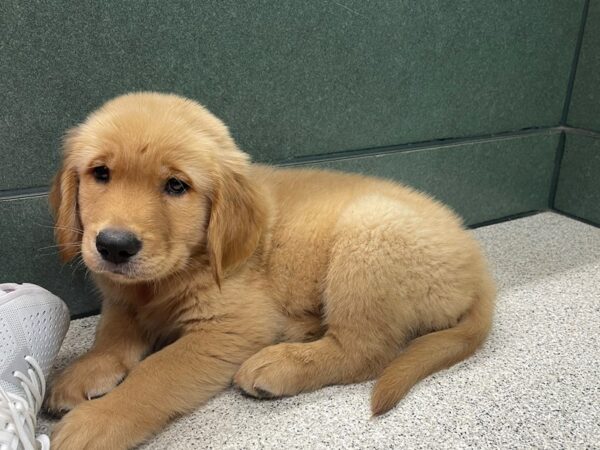 [#6938] Golden Male Golden Retriever Puppies for Sale