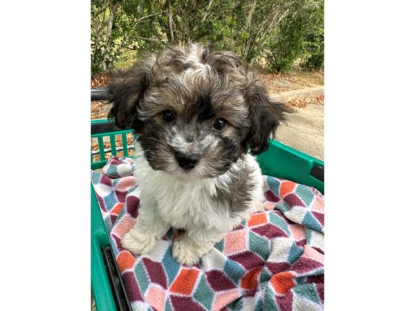 [#6934] Sable / White Male Havanese Puppies for Sale