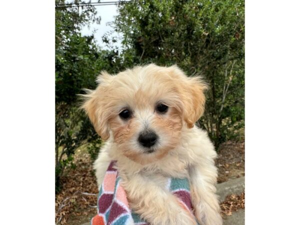 [#6936] Cream w/White Female Maltipoo Puppies for Sale