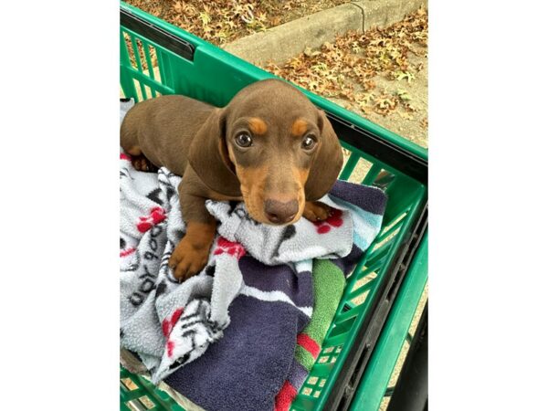 [#6939] Chocolate and Tan Female Dachshund Puppies for Sale