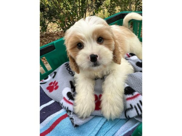 [#6937] Tan/White Male Cavapoo Puppies for Sale