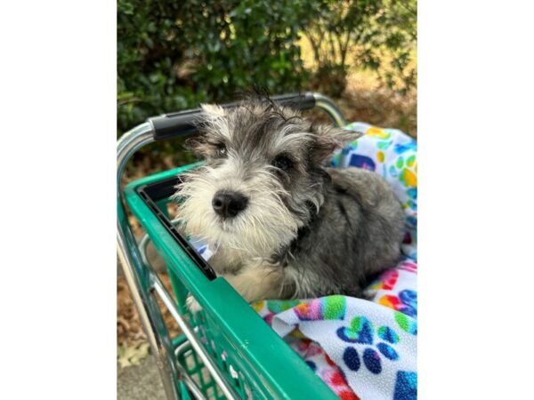 [#6924] Silver / Tan Male Miniature Schnauzer Puppies for Sale
