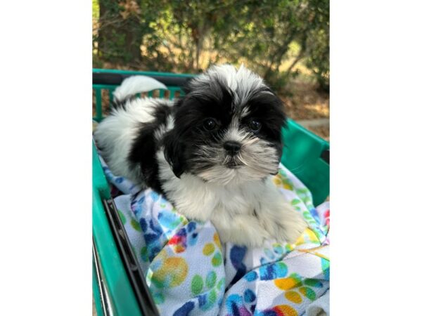 [#6933] Black / White Male Shih Tzu Puppies for Sale